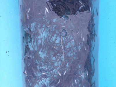 6ac5e7e63826d.webp